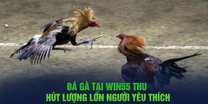 Hoàn trả cực khủng khi chơi đá gà Win55