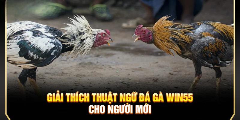 Đá Gà Win55 – Trải Nghiệm Cá Cược Đỉnh Cao Nhận Thưởng Lớn